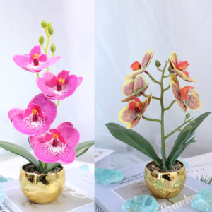 12 constellations phalaenopsis