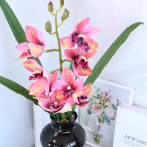 cymbidium