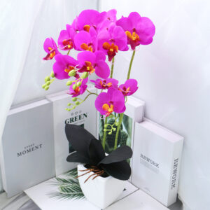 phalaenopsis bonsai
